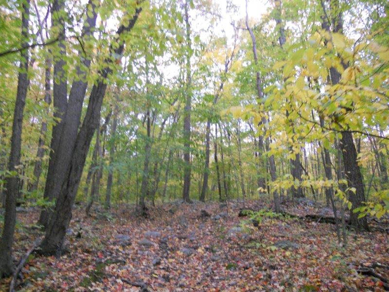 Mountain Madness 50K nj trail ultra course (4)