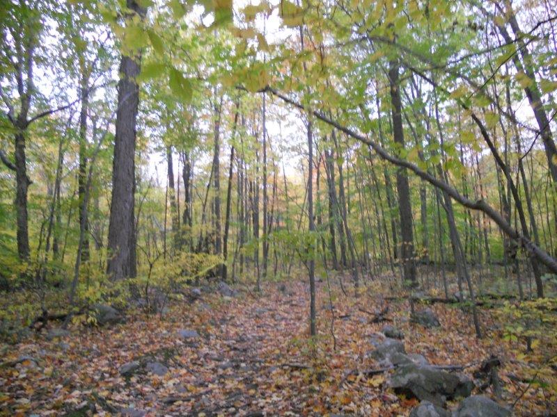 Mountain Madness 50K nj trail ultra start (4)