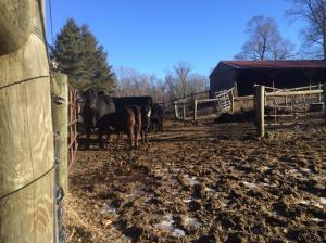 Rockefeller State Park NY trails running run (8)